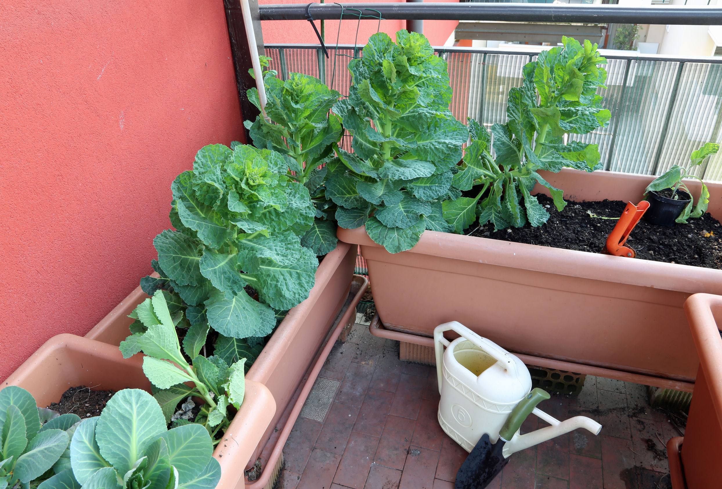 Come coltivare un orto sul balcone, gli ortaggi in vaso - Coltivo da me