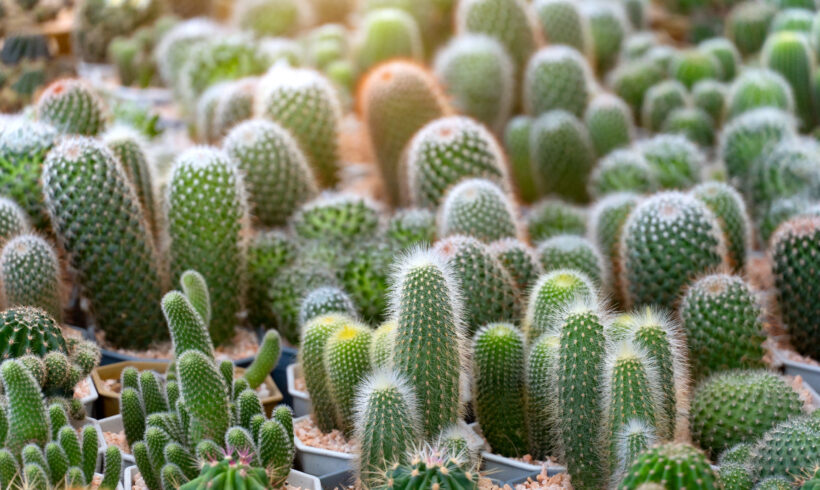 Piante grasse: bellezza e semplicità in casa e giardino