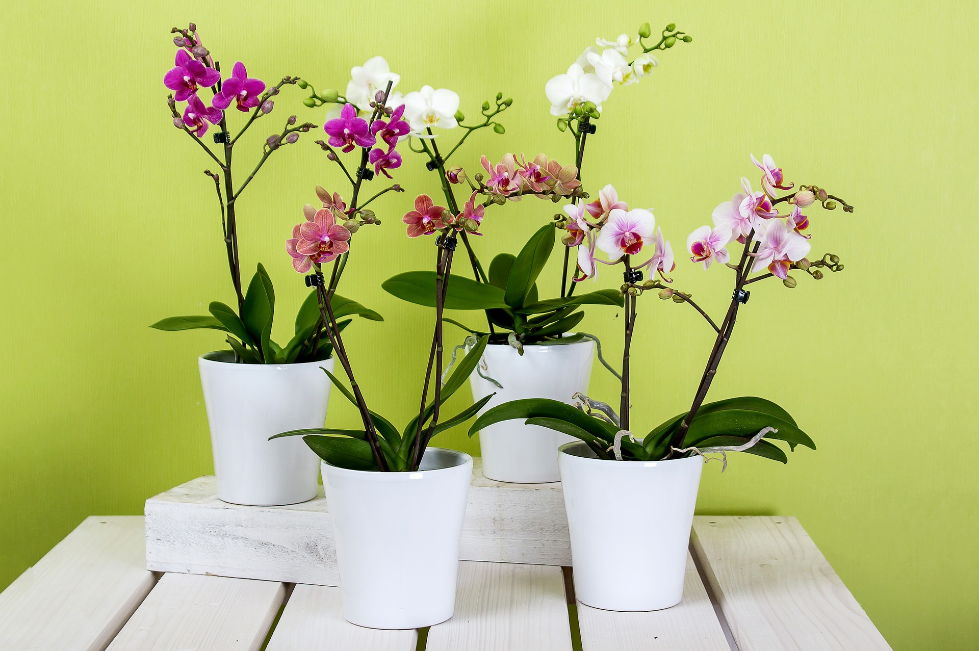 Hoe de orchidee genezen? Water blootstelling, bemesting