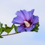 hibiscus syriacus