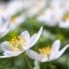 Anemone giapponese – consigli per una splendida fioritura