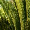 Cycas – La bellezza intramontabile delle piante primitive