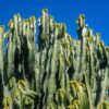 Euphorbia: Varietà e Consigli per la Coltivazione