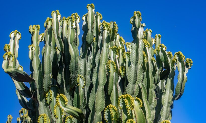 Euphorbia: Varietà e Consigli per la Coltivazione