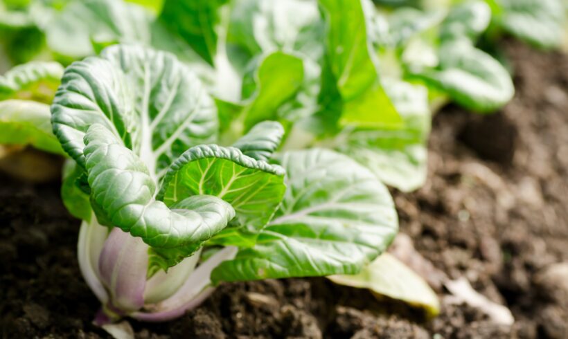 Pak choi: come coltivarlo nel tuo orto