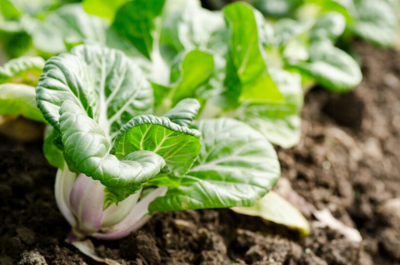 Pak choi: come coltivarlo nel tuo orto