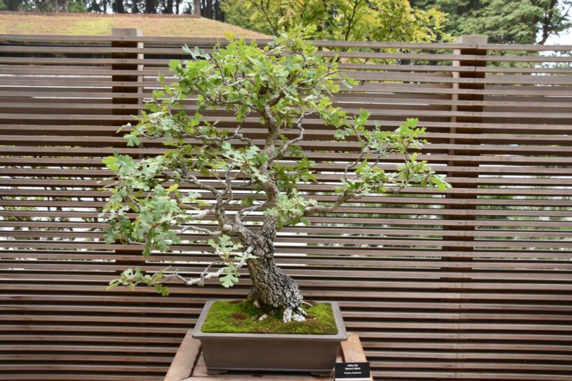 Bonsai di quercia: dal seme alla pianta